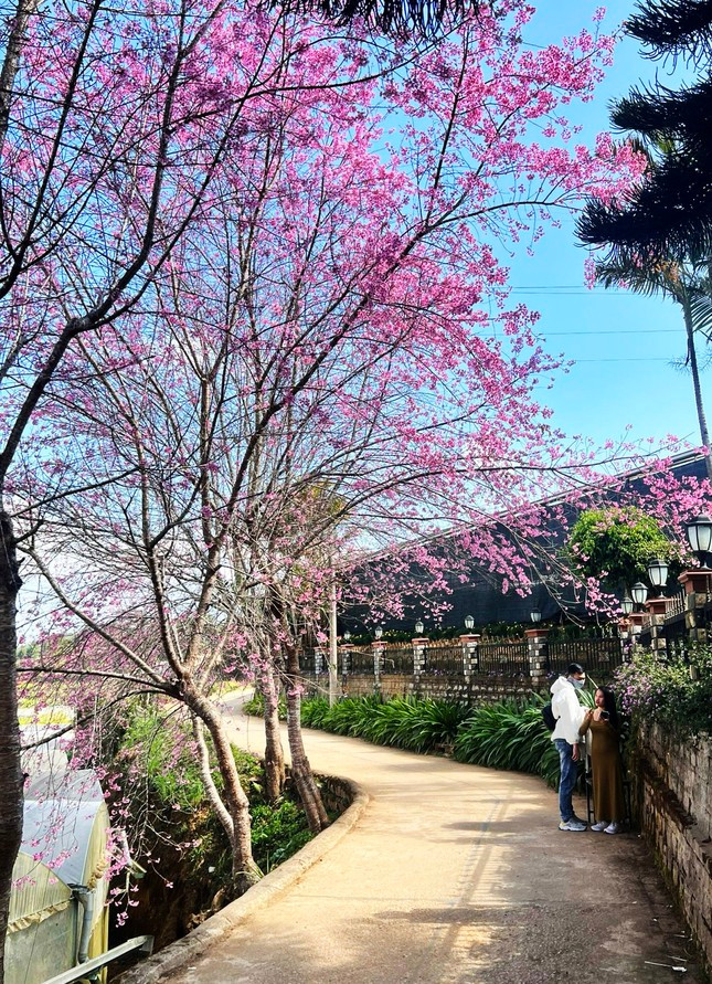 Duyên dáng con ngõ nhỏ ở Đà Lạt