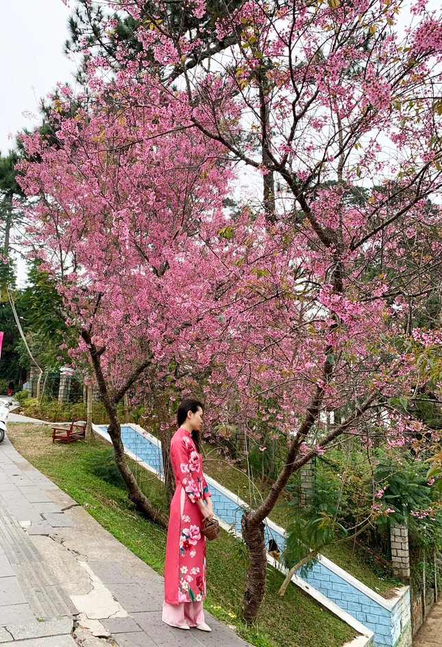 Diện áo dài truyền thống chụp ảnh cùng hoa