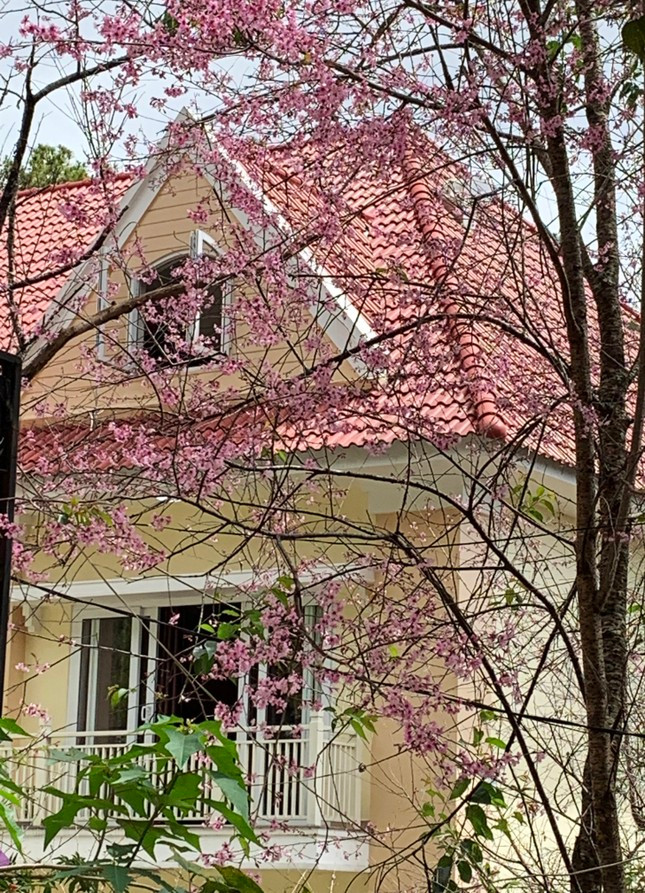 Mai anh đào tô thắm các tòa biệt thự