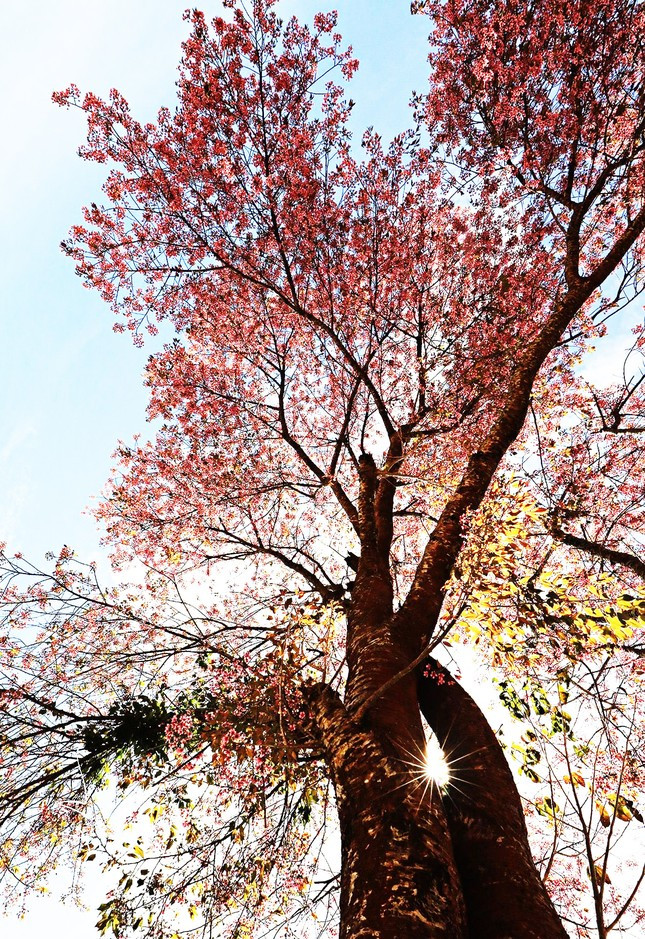 Cây càng lâu năm thì sắc hoa càng thắm