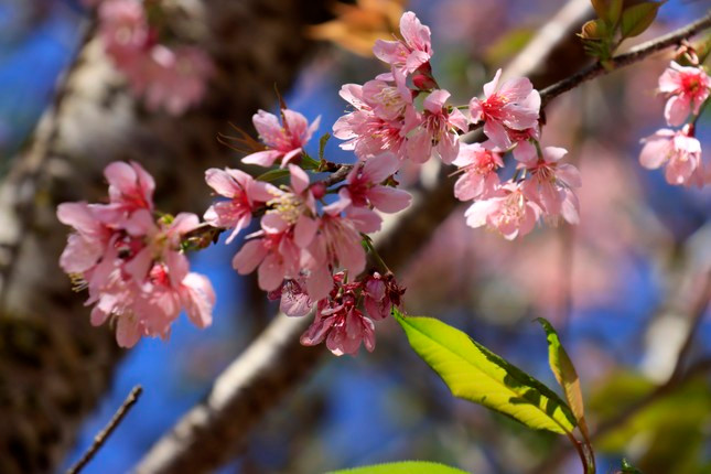 Mai anh đào hồng thắm sắc xuân