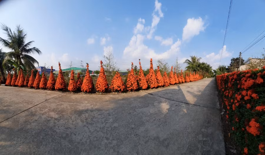 Hàng rào bông trang trải dài hàng chục mét