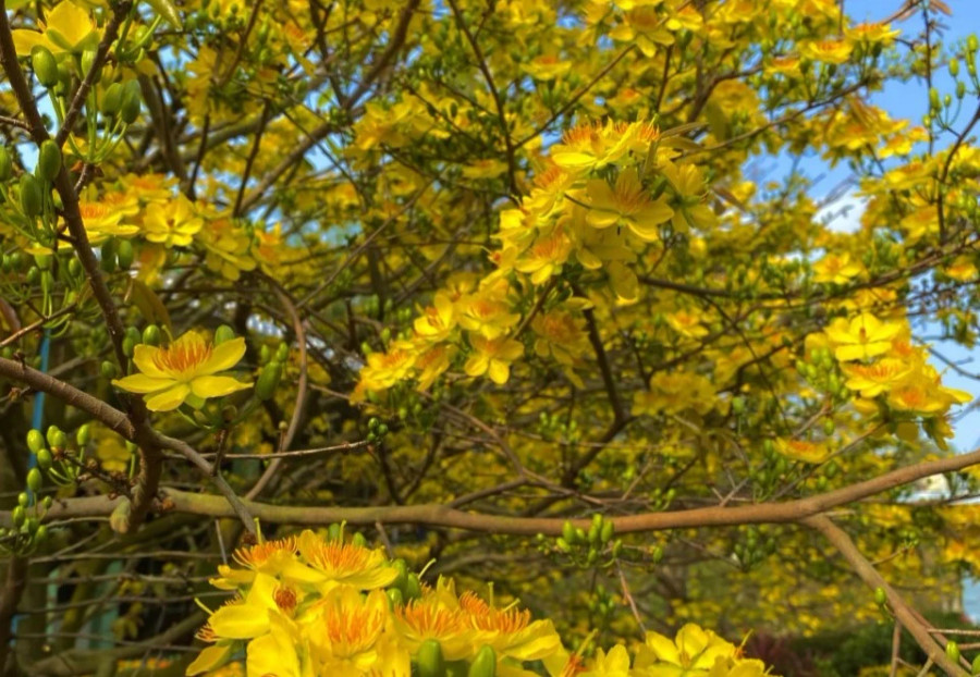 Những cây mai nhà anh Phước đang bung nở vàng rực, chờ mọi người đến chụp hình Những cây mai nhà anh Phước đang bung nở vàng rực, chờ mọi người đến chụp hình