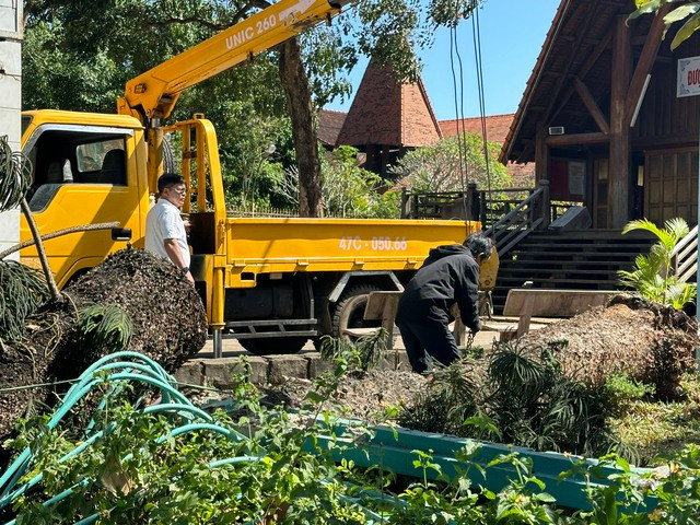 Cây xanh có đường kính lớn bị đổ ngã