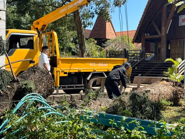 Cây xanh có đường kính lớn bị đổ ngã