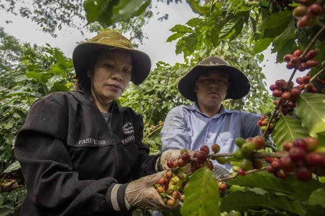 Sau khi đạt đỉnh 80.000 đồng/kg, giá cà phê giảm nhiệt trong những ngày gần đây