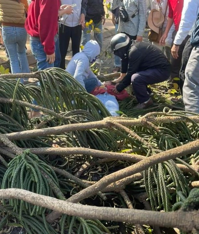 Thiếu nữ bị cây đè khi đang bán hoa tươi phục vụ lễ tình nhân