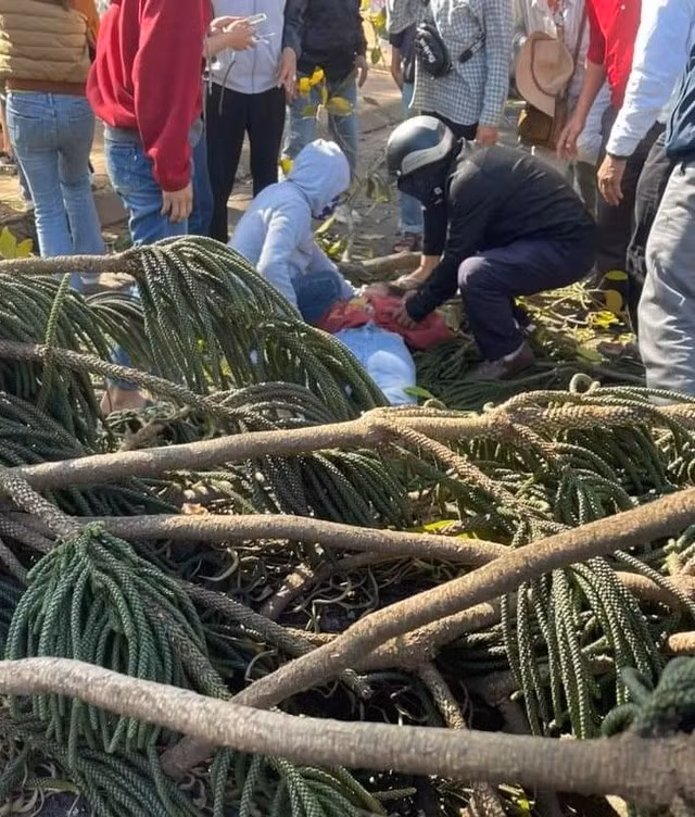 Thiếu nữ bị cây đè khi đang bán hoa tươi phục vụ lễ tình nhân