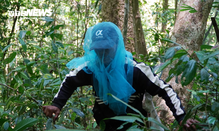 Người thợ trùm mảnh lưới vào đầu, chuẩn bị leo lên cây lấy mật ong. Người thợ trùm mảnh lưới vào đầu, chuẩn bị leo lên cây lấy mật ong.