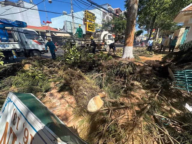 Cây xanh đổ ngã đè lên người 1 thiếu nữ