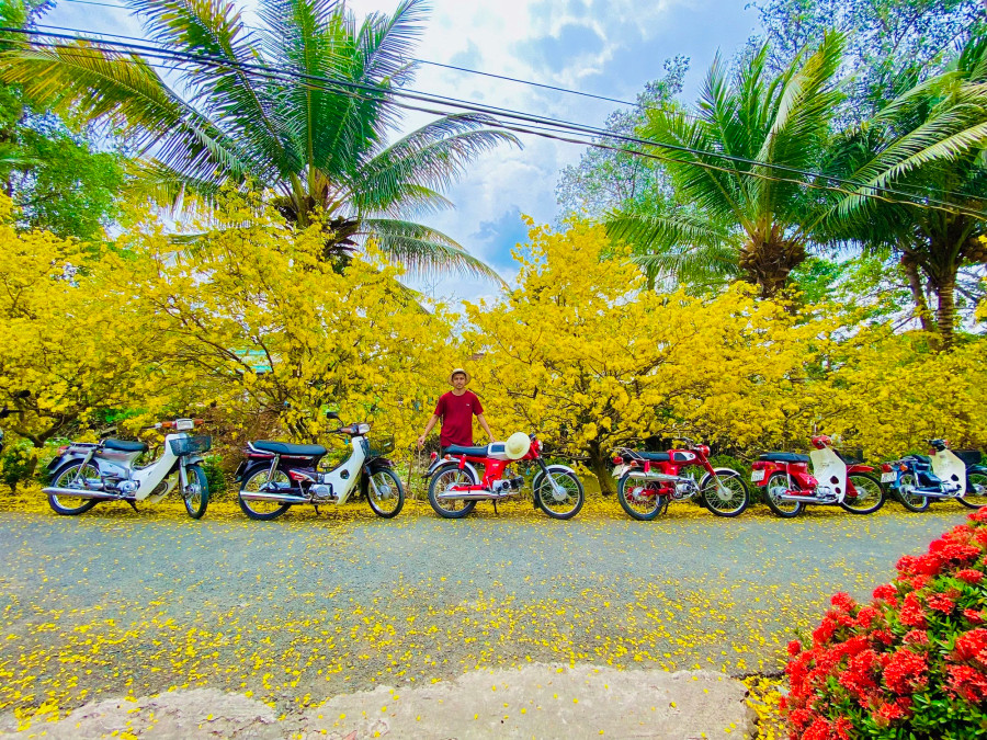 Hơn 200 gốc mai từ trong nhà ra sân vườn Hơn 200 gốc mai từ trong nhà ra sân vườn