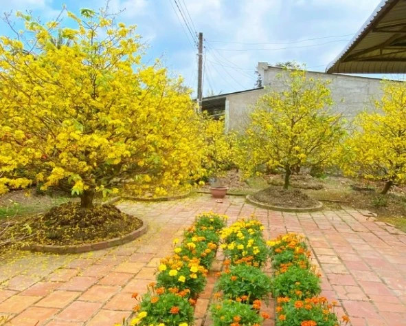 Bên trong nhà anh Phước cũng trồng hoa kiểng, mai Bên trong nhà anh Phước cũng trồng hoa kiểng, mai