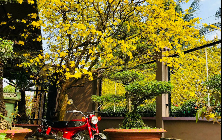 Mai vàng nở rực đem đến sự may mắn Mai vàng nở rực đem đến sự may mắn