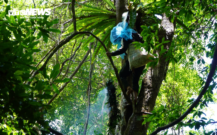 Nghề "săn" mật ong luôn thường trực các mối nguy hiểm song những người thợ hầu như đều đã quen với nó. Nghề "săn" mật ong luôn thường trực các mối nguy hiểm song những người thợ hầu như đều đã quen với nó.