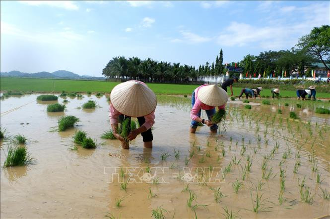 Hội thi cấy là hoạt động đặc sắc nhất trong lễ hội Lồng tồng của người Tày, người Nùng. Hội thi cấy là hoạt động đặc sắc nhất trong lễ hội Lồng tồng của người Tày, người Nùng.