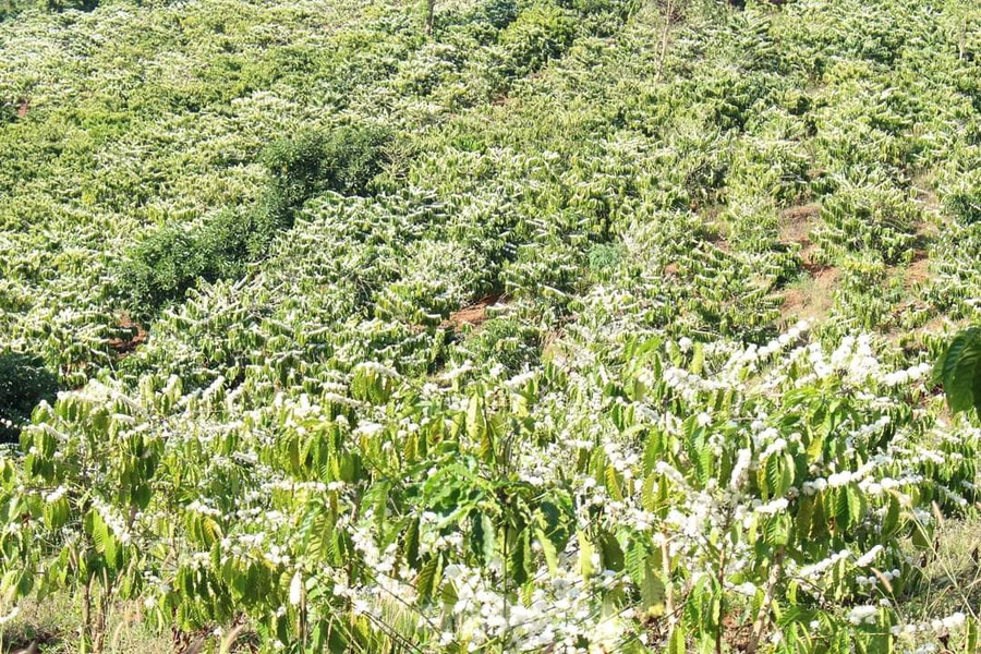 Chị Đinh Thùy Ngân (34 tuổi, huyện Hải Hậu, Nam Định) cho rằng, khách đến tỉnh Đắk Lắk du lịch sẽ bị mê hoặc bởi loài hoa này, không khỏi bâng khuâng khi rời xa. Chị Đinh Thùy Ngân (34 tuổi, huyện Hải Hậu, Nam Định) cho rằng, khách đến tỉnh Đắk Lắk du lịch sẽ bị mê hoặc bởi loài hoa này, không khỏi bâng khuâng khi rời xa.