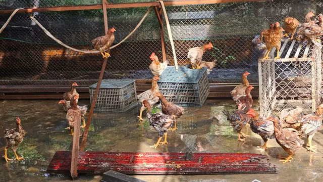 Gà giống được cấp cho chị dâu chủ tịch xã, được nuôi tại nhà mẹ ruột chủ tịch xã không có nền đệm lót sinh học theo quy định