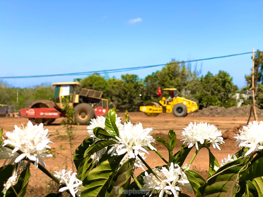 Hoa cà phê nở rộ dọc 2 bên tuyến đường cao tốc Khánh Hòa - Buôn Ma Thuột Hoa cà phê nở rộ dọc 2 bên tuyến đường cao tốc Khánh Hòa - Buôn Ma Thuột