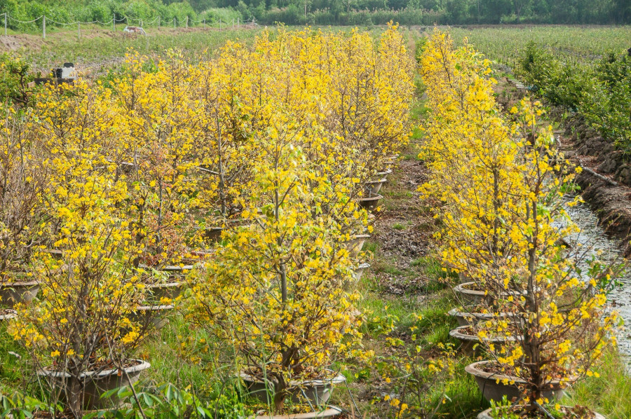 Có một vườn mai tại xã Thạnh Tân, huyện Tân Phước, tỉnh Tiền Giang Có một vườn mai tại xã Thạnh Tân, huyện Tân Phước, tỉnh Tiền Giang