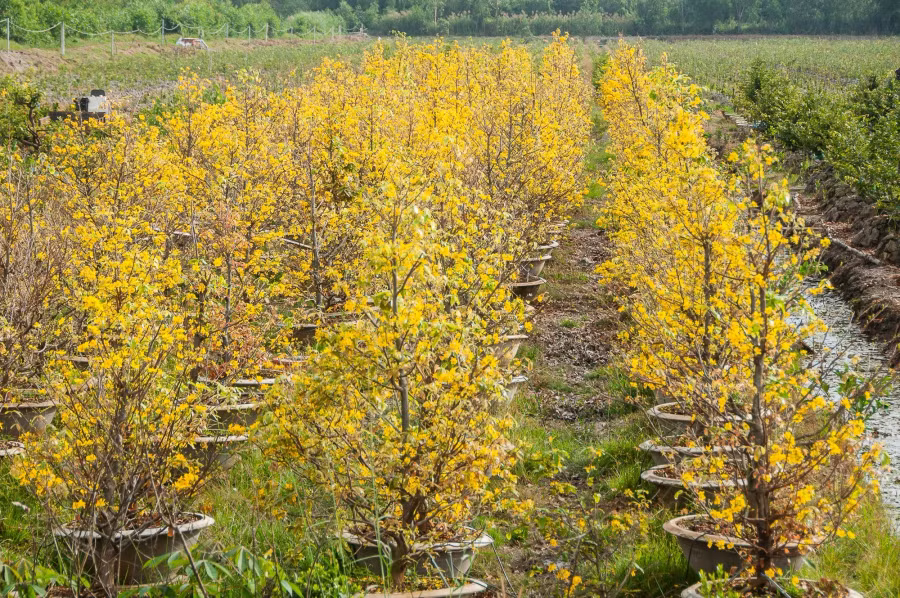 Có một vườn mai tại xã Thạnh Tân, huyện Tân Phước, tỉnh Tiền Giang