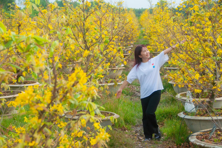 Bạn trẻ chụp hình bên vườn mai Bạn trẻ chụp hình bên vườn mai