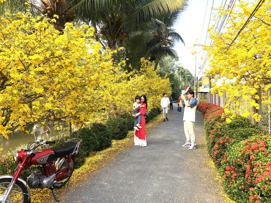 Những cây mai nhà của Quang tạo nên con đường nhuộm sắc vàng rực Những cây mai nhà của Quang tạo nên con đường nhuộm sắc vàng rực