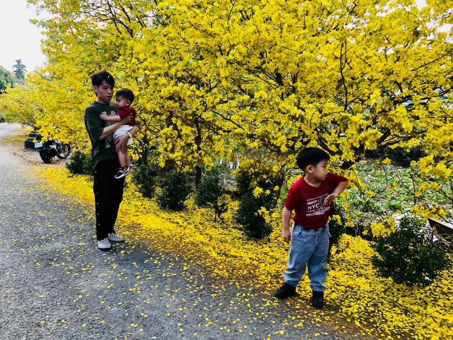 Trẻ em cũng thích thú đến chụp hình với mai vàng nhà Quang Trẻ em cũng thích thú đến chụp hình với mai vàng nhà Quang
