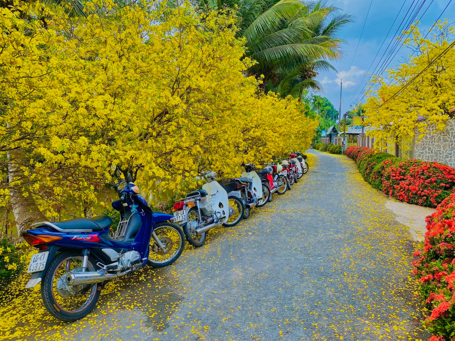 Mai nhà Quang được trồng bên trong khuôn viên và mảnh đất trước sân. Dịp tết, mai nở tạo nên một con đường thơ mộng Mai nhà Quang được trồng bên trong khuôn viên và mảnh đất trước sân. Dịp tết, mai nở tạo nên một con đường thơ mộng