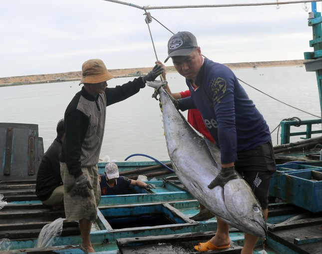 Ngư dân Phạm Lộc đánh bắt được con cá ngừ đại dương 100kg Ảnh: LỮ HỒ Ngư dân Phạm Lộc đánh bắt được con cá ngừ đại dương 100kg Ảnh: LỮ HỒ