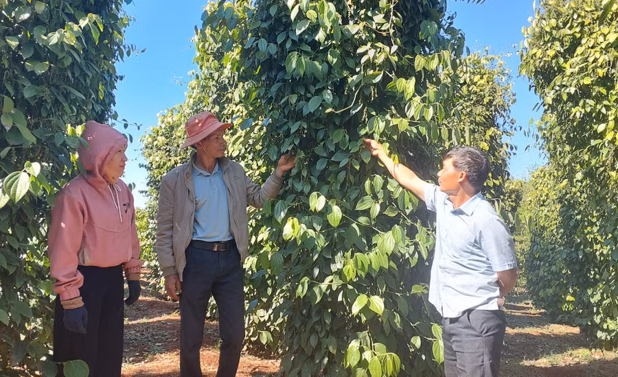 Vườn tiêu sạch của ông Vũ Đức Dân (làng Tung Mo B, xã Ia Dreng, huyện Chư Pưh) đang bắt đầu thu hoạch. Ảnh: N.D