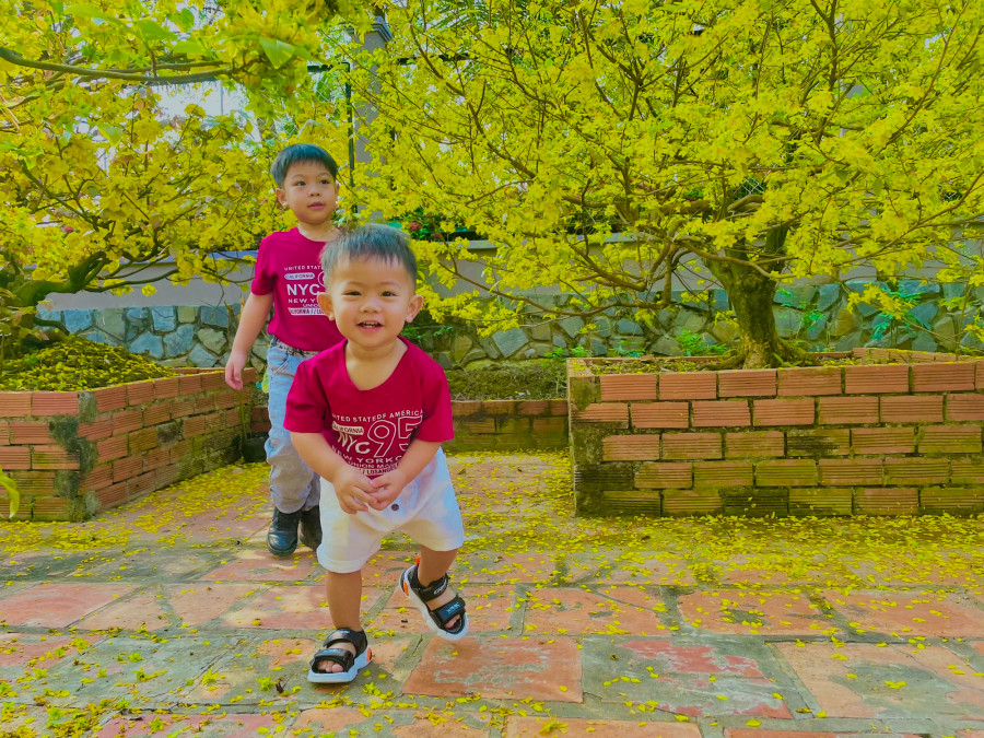 Những cây mai bên trong nhà Quang cũng bung nở vàng rực Những cây mai bên trong nhà Quang cũng bung nở vàng rực