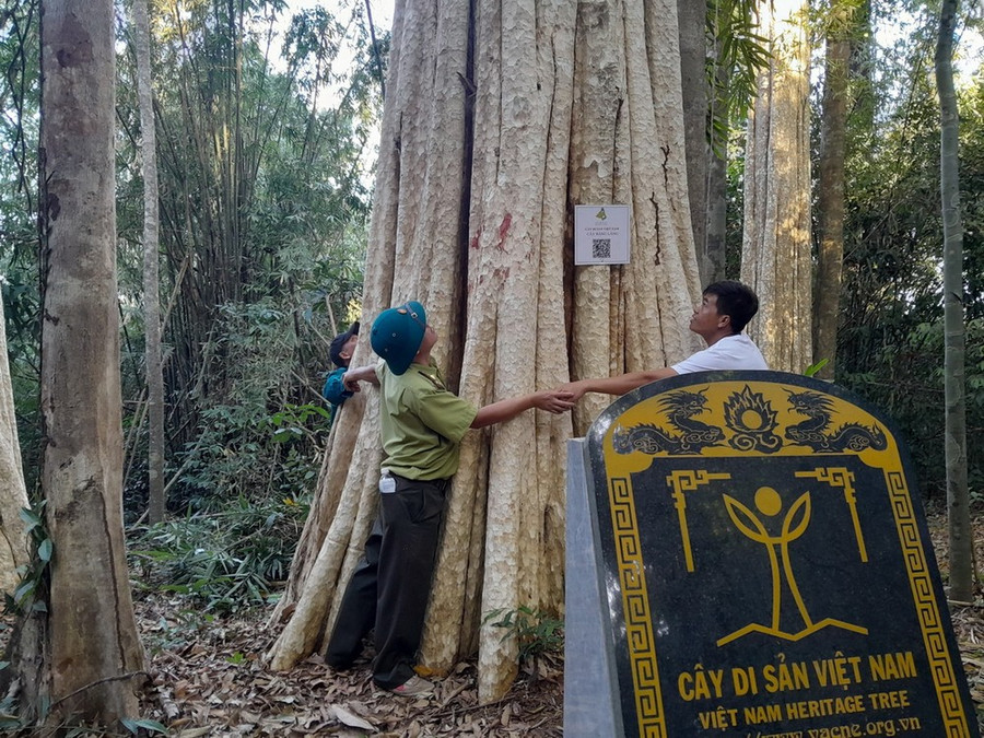 Cây di sản được Hội Bảo vệ Thiên nhiên và Môi trường Việt Nam trao tặng bằng công nhận ngày 25/11/2022. (Ảnh: K GỬIH/TTXVN) Cây di sản được Hội Bảo vệ Thiên nhiên và Môi trường Việt Nam trao tặng bằng công nhận ngày 25/11/2022. (Ảnh: K GỬIH/TTXVN)