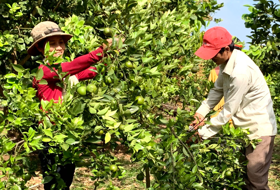Chương trình mục tiêu quốc gia phát triển kinh tế-xã hội vùng DTTS và miền núi đã góp phần làm thay đổi diện mạo vùng nông thôn. Ảnh: Hà Duy