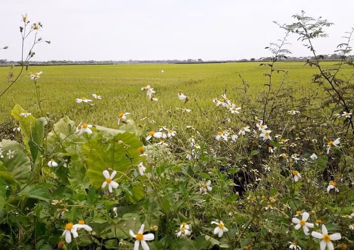 Cánh đồng - nơi lưu giữ nhiều kỷ niệm tuổi thơ. Ảnh: T.B