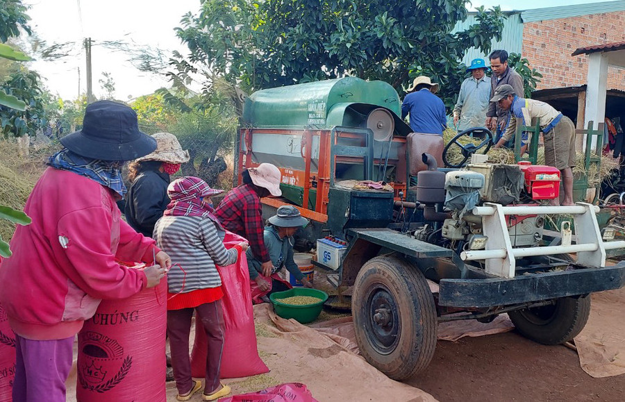 Người dân xã Nghĩa Hưng( huyện Chư Păh) thu hoạch lúa vụ mùa 2023. Ảnh: N.D Người dân xã Nghĩa Hưng( huyện Chư Păh) thu hoạch lúa vụ mùa 2023. Ảnh: N.D