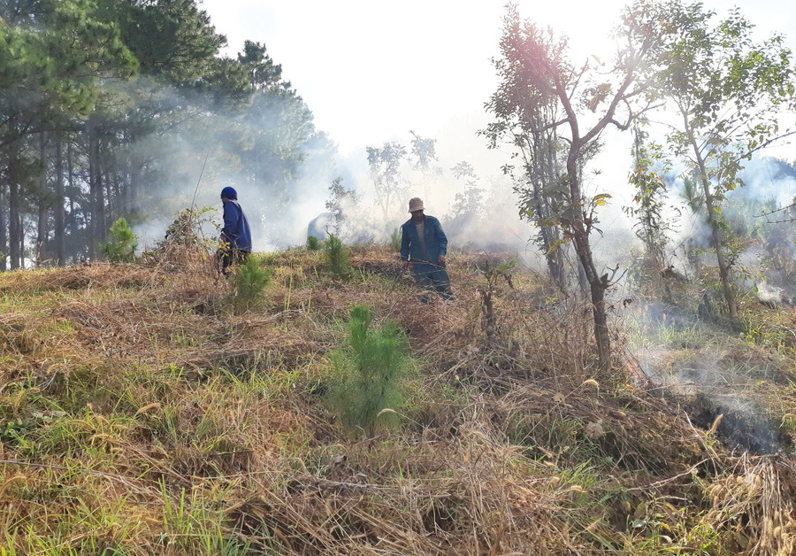 Phát dọn thực bì rừng trồng tại Ban quản lý rừng phòng hộ Mang Yang. Ảnh: N.D