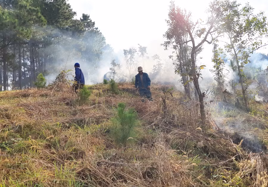 Phát dọn thực bì rừng trồng tại Ban quản lý rừng phòng hộ Mang Yang. Ảnh: N.D