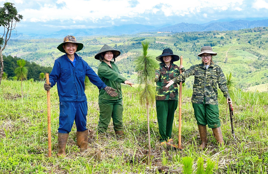 Anh Thắng dành 1 ha đất đẹp và bằng phẳng nhất của nông trại để trồng thông. Nguồn ảnh: Green Beli Farm cung cấp