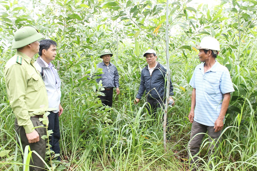 Đoàn giám sát của HĐND tỉnh và huyện Đức Cơ kiểm tra diện tích rừng trồng của người dân xã Ia Din. Ảnh: L.N