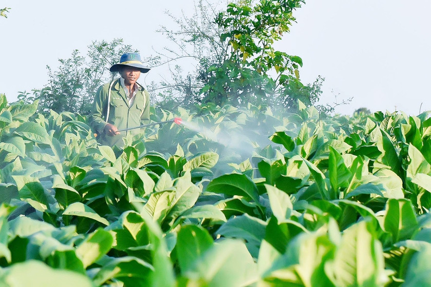 Nông dân huyện Krông Pa chăm sóc cây thuốc lá. Ảnh: L.N