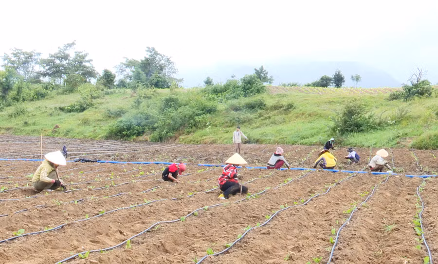 Người dân xã Đất Bằng áp dụng hệ thống tưới nhỏ giọt trong trồng cây thuốc lá. Ảnh: L.N