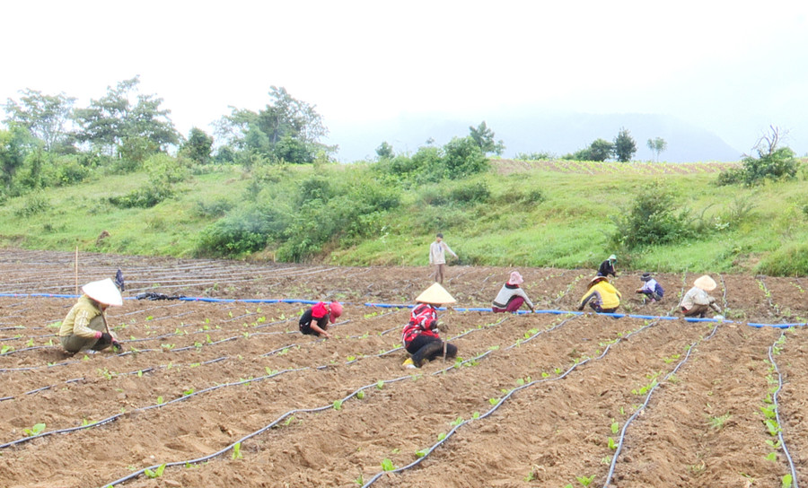 Người dân xã Đất Bằng áp dụng hệ thống tưới nhỏ giọt trong trồng cây thuốc lá. Ảnh: L.N