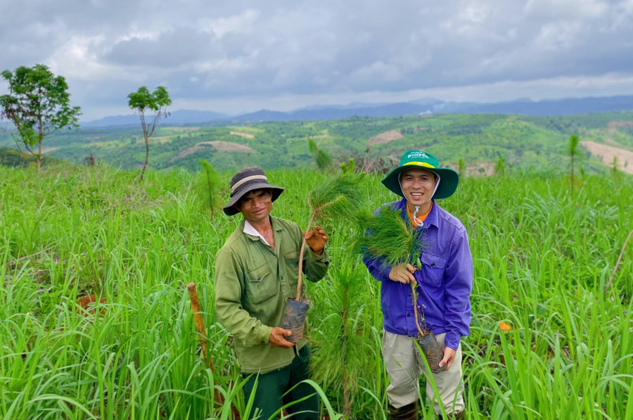 Dự án vườn rừng đề cao việc tự chăm sóc và bảo vệ môi trường sống qua việc trồng cây để cung cấp ô-xi, bảo vệ đất và lấy sinh khối. Nguồn ảnh: Green Beli Farm cung cấp