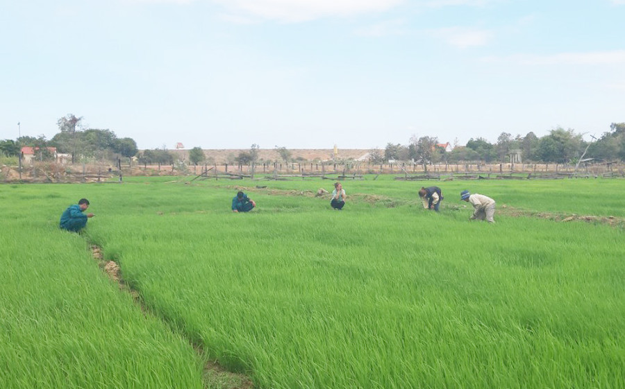 Người dân xã Ia Mơr (huyện Chư Prông) chăm sóc lúa. Ảnh: P.D