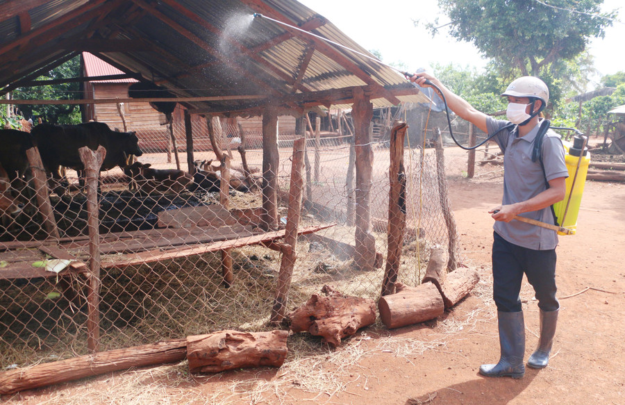 Nhân viên thú y Trung tâm Dịch vụ nông nghiệp huyện Chư Pưh phun hóa chất tiêu độc khử trùng môi trường chăn nuôi tại xã Ia Dreng. Ảnh: Q.T Nhân viên thú y Trung tâm Dịch vụ nông nghiệp huyện Chư Pưh phun hóa chất tiêu độc khử trùng môi trường chăn nuôi tại xã Ia Dreng. Ảnh: Q.T