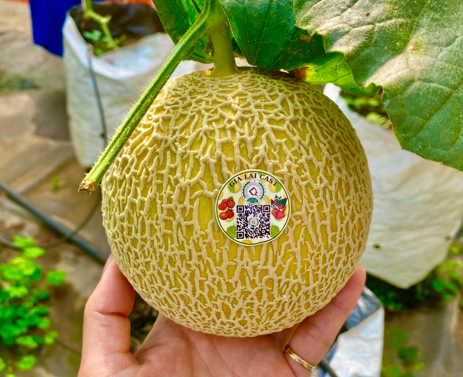 Nhiều doanh nghiệp, hợp tác xã đã sử dụng mã QR để định vị nguồn gốc, xuất xứ sản phẩm của mình. Ảnh: Hà Duy