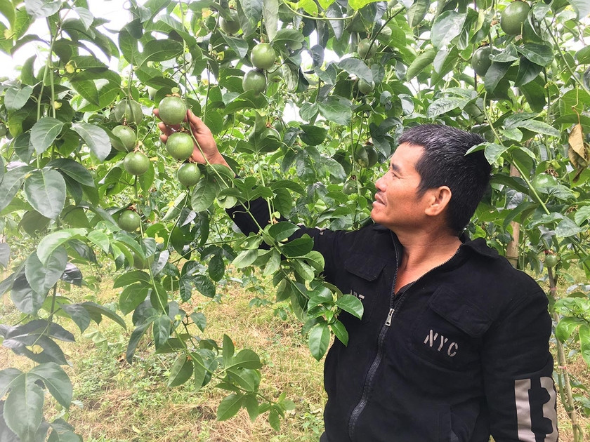 Nhờ sản xuất theo hướng sạch nên vườn chanh dây của ông Nguyễn Văn Minh (tổ 3, thị trấn Đak Pơ) luôn đạt năng suất cao. Ảnh: Quang Tấn