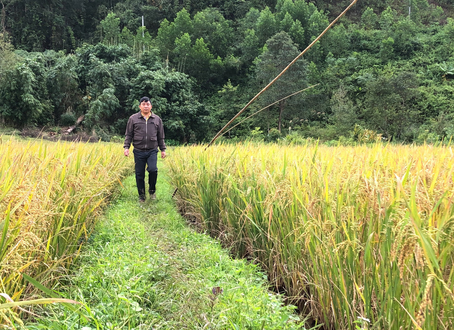 Giống lúa ADI168 gieo cấy trên địa bàn xã Kon Pne sinh trưởng, phát triển tốt, cho năng suất cao. Ảnh: N.M Giống lúa ADI168 gieo cấy trên địa bàn xã Kon Pne sinh trưởng, phát triển tốt, cho năng suất cao. Ảnh: N.M