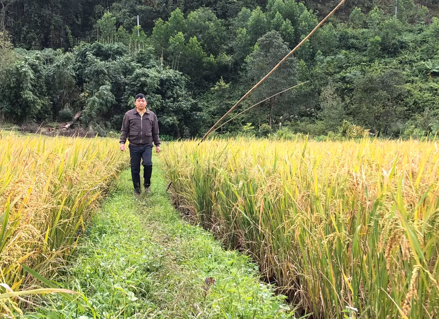 Giống lúa ADI168 gieo cấy trên địa bàn xã Kon Pne sinh trưởng, phát triển tốt, cho năng suất cao. Ảnh: N.M