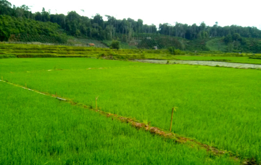 Vụ mùa năm nay, cánh đồng làng Kon Lốc 1 (xã Đak Rong, huyện Kbang) xanh mướt, hứa hẹn bội thu. Ảnh: Thế Lượng Vụ mùa năm nay, cánh đồng làng Kon Lốc 1 (xã Đak Rong, huyện Kbang) xanh mướt, hứa hẹn bội thu. Ảnh: Thế Lượng